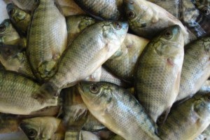 peixe