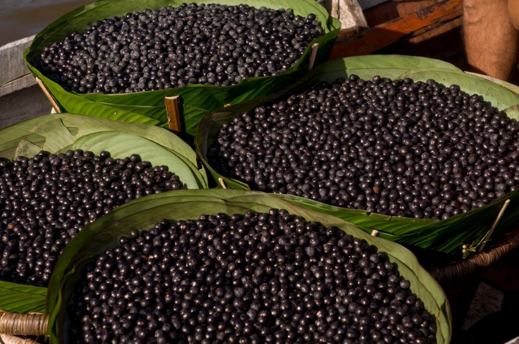 Açaí é o fruto de maior exploração regional.