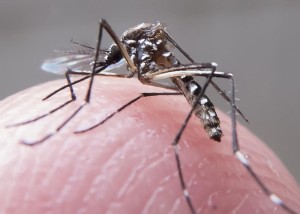 aedes_aegypt_2