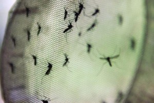 aedes-596x400-300x201