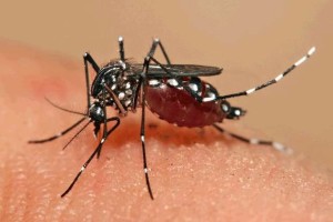zika virus