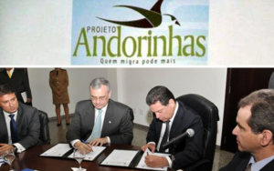 andorinhas