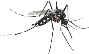 aedes