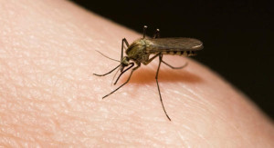 Zika-virus-pode-causar-microcefalia-002-300x163