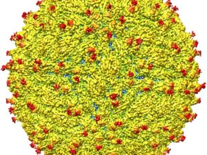 Imagem é representação da superfície do vírus da zika; equipe de cientistas conseguiu determinar a estrutura do vírus pela primeira vez (Foto: Universidade Purdue/Cortesia)