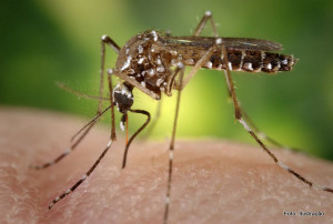 dengue