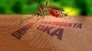 mosquito