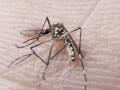 rn_dengue_fp00760-300x206