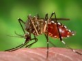 aedes_aegypti_during_blood_meal-300x198