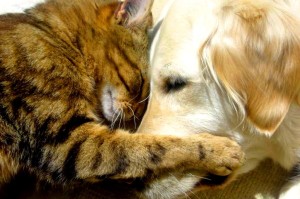 animais