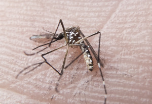 rn_dengue_fp00760-300x206 (1)