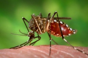 aedes_aegypti_during_blood_meal-300x198