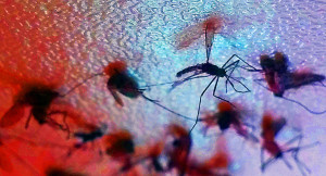 O Ministério da Saúde confirmou a terceira morte provocada pelo zika em adultos no Brasil. Foto: Fernanda Carvalho/ FotosP Públicas