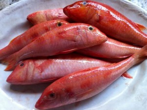 peixe_trilha