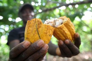A instalação e o desenvolvimento de indústrias para produtos derivados resolverão alguns gargalos do Pará, como é o caso da indústria do cacau, que ainda exporta boa parte das amêndoas para Bahia, sul do Brasil, Áustria, Holanda, França e Japão. O cacau é usado na produção dos melhores chocolates, mas perde a identidade da origem quando é misturado às amêndoas originarias de outros países. FOTO: SIDNEY OLIVEIRA / ARQUIVO AG PARÁ DATA: 15.12.2016 MEDICILÂNDIA - PARÁ