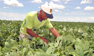 Pequenos do TO estão inseridos no processo de plantio de matéria prima para a produção de biodiesel pelas indústrias processadoras de grãos