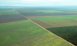 plantação