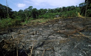 Divulgacao Greenpeace