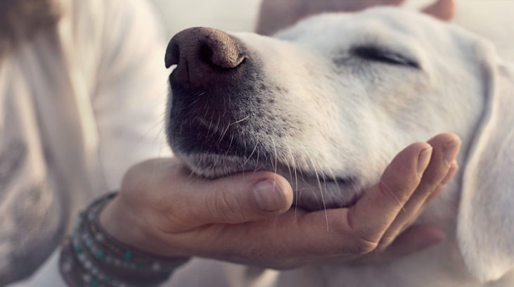 Tucanos se destacam com projetos em defesa dos animais