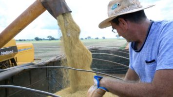 #pracegover: foto mostra soja sendo escoada dentro de caminhão e agricultor em destaque olhando